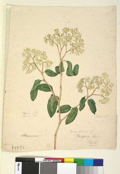 Sivu 41. Pomaderris lanigera, n. 1803-06 (wc, kynä, muste ja kynä) tekijältä John William Lewin