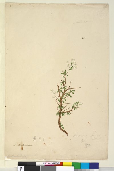Sivu 42. Bursaria spinosa, n. 1803-06 (wc, kynä, muste ja kynä) tekijältä John William Lewin