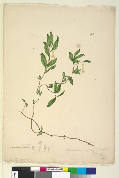 Sivu 43. Billardiera scandens, c.1803-06 (wc, kynä, muste ja lyijykynä) tekijältä John William Lewin