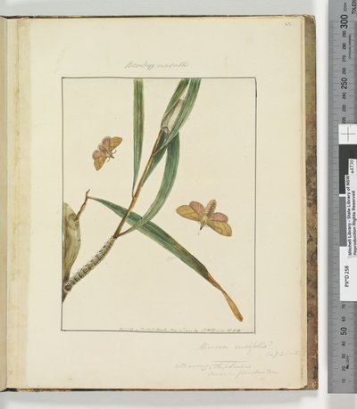 Sivu 43. Levy 11 Bombyx Nasuta, 1803-04 (käsinväriset etsausprintit) tekijältä John William Lewin