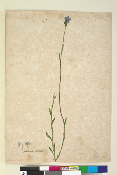 Sivu 45. Dampiera stricta, n.1803-06 (wc, kynä, muste ja kynä) tekijältä John William Lewin