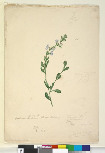 Sivu 46. Goodenia laevigata, n. 1803-06 (wc, kynä, muste ja kynä) tekijältä John William Lewin