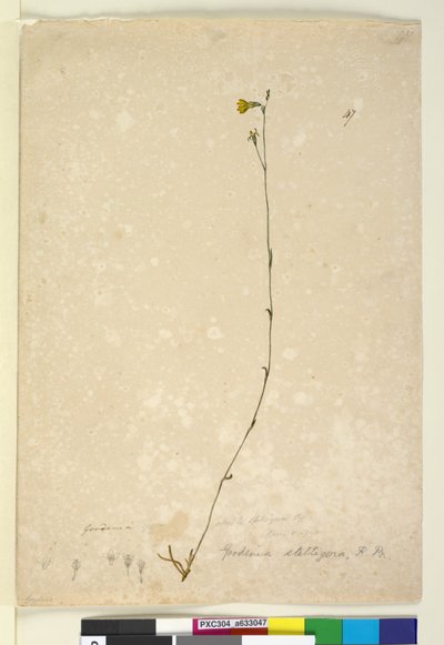 Sivu 47. Goodenia stelligera, n. 1803-06 (wc, kynä, muste ja kynä) tekijältä John William Lewin