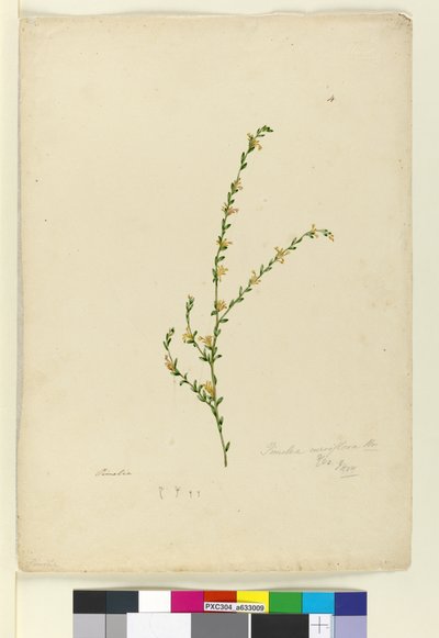 Sivu 4. Pimelea curviflora, c.1803-06 (wc, kynä, muste ja kynä) tekijältä John William Lewin