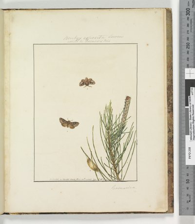 Sivu 51. Levy 13 Bombyx Exposita Lewin liittoutui..., 1803-04 (käsinväriset etsausprintit) tekijältä John William Lewin