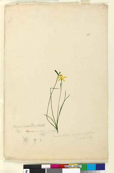 Sivu 55. Hypoxis hygrometrica, noin 1803-06 (wc, kynä, muste ja lyijykynä). tekijältä John William Lewin