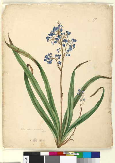 Sivu 57. Dianella caerulea, n. 1803-06 (wc, kynä, muste ja kynä) tekijältä John William Lewin