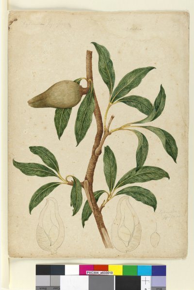 Sivu 5. Xylomelum pyriforme, c.1803-06 (wc, kynä, muste ja kynä) tekijältä John William Lewin