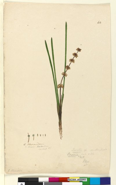 Sivu 62. Xerotes Lomandra multiflora, n.1803-06 (wc, kynä, muste ja kynä) tekijältä John William Lewin