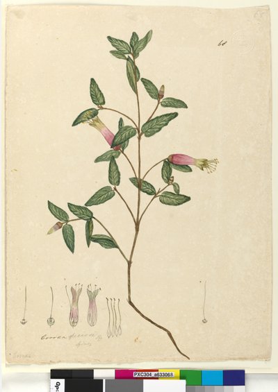 Sivu 68. Correa speciosa, n. 1803-06 (wc, kynä, muste ja kynä) tekijältä John William Lewin