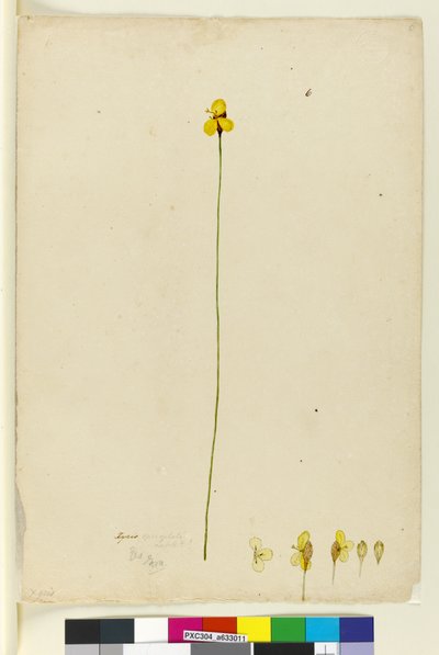 Sivu 6. Xyris operculata, n. 1803-06 (wc, kynä, muste ja kynä) tekijältä John William Lewin