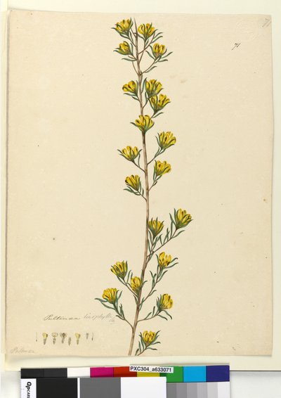 Sivu 71. Pultenaea linophylla, n. 1803-06 (wc, kynä, muste ja kynä) tekijältä John William Lewin