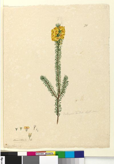 Sivu 73. Dillwynia rubis?, n.1803-06 (wc, kynä, muste ja kynä) tekijältä John William Lewin