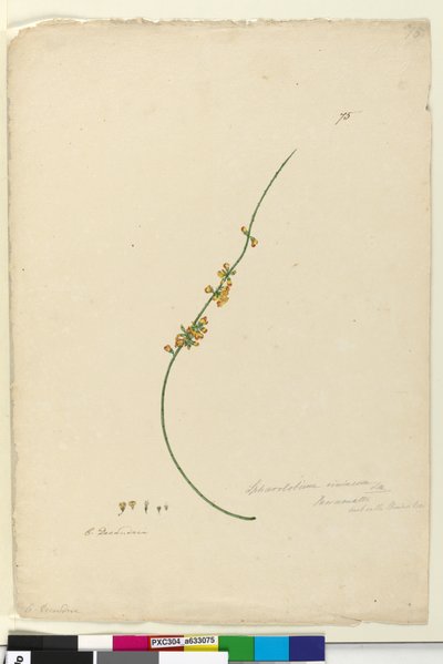 Sivu 75. Sphaerolobium vimineum, n. 1803-06 (wc, kynä, muste ja kynä) tekijältä John William Lewin