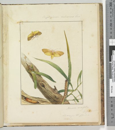 Sivu 7. Pl.2 Cryptophasa Rebescens Lew, 1803-04 (käsinväriset etsausprintit) tekijältä John William Lewin