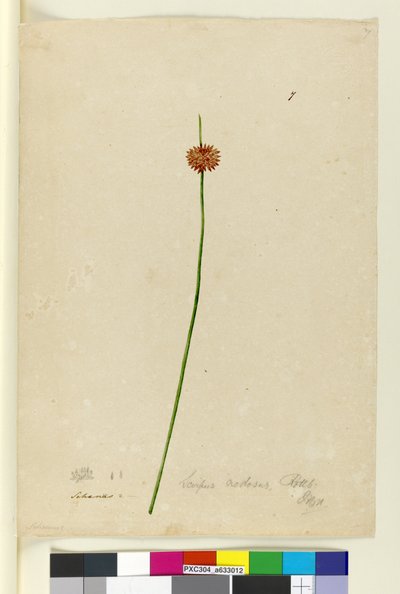 Sivu 7. Scirpus nodosus, n. 1803-06 (wc, kynä, muste ja kynä) tekijältä John William Lewin