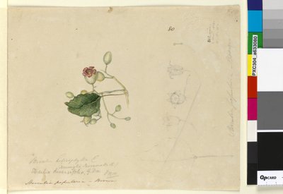 Sivu 80. Sterculia diversifolia, n. 1803-06 (wc, kynä, muste ja kynä) tekijältä John William Lewin