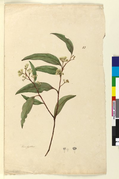 Sivu 83. Eucalyptus, n. 1803-06 (wc, kynä, muste ja kynä) tekijältä John William Lewin