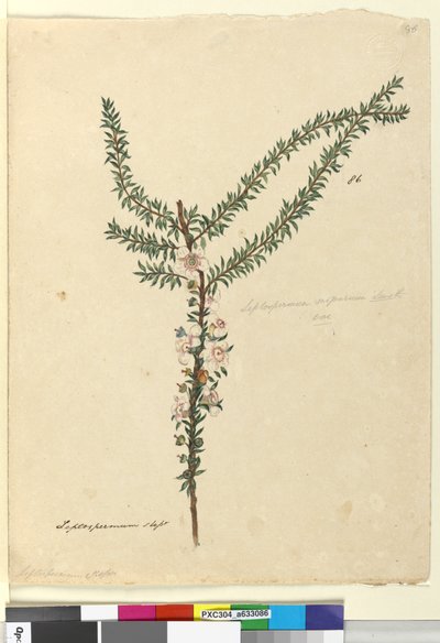Sivu 86. Leptospermum scoparium, n. 1803-06 (wc, kynä, muste ja kynä) tekijältä John William Lewin