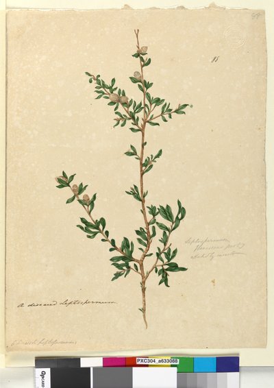 Sivu 88. Leptospermum flavescens, n. 1803-06 (wc, kynä, muste ja kynä) tekijältä John William Lewin