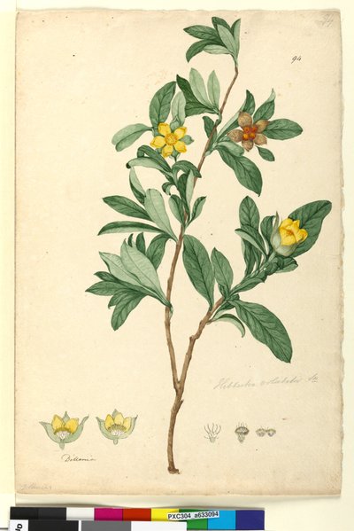 Sivu 94. Hibbertia volubilis syn. Hibbertia scandens, n. 1803-06 (wc, kynä, muste ja kynä) tekijältä John William Lewin