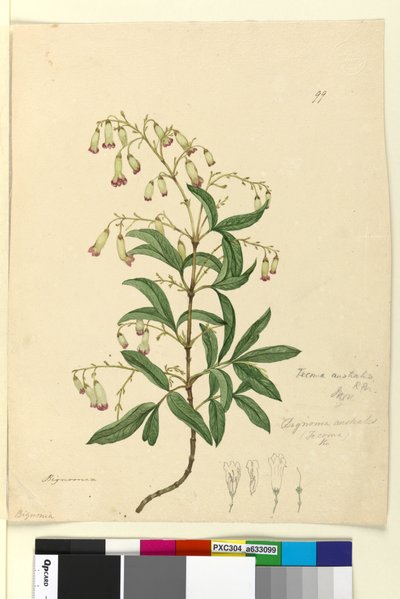 Sivu 99. Bignonia australisPandorea pandorana, n. 1803-06 (wc, kynä, muste ja kynä) tekijältä John William Lewin