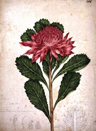 Waratah, telopea speciosissima tekijältä John William Lewin