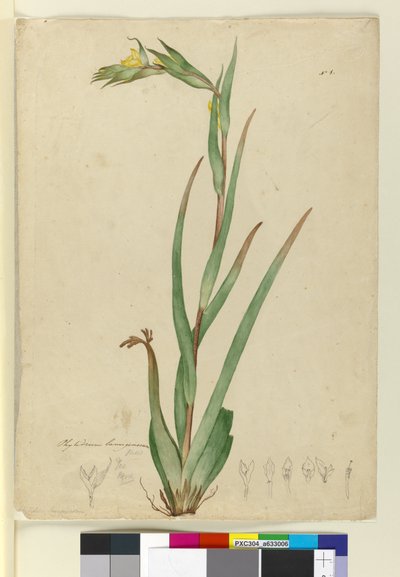 l. Phylidrum lanuginosum, n. 1803-06 (wc, kynä, muste ja kynä) tekijältä John William Lewin