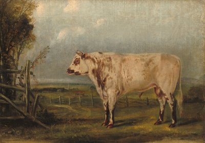 Nuori härkä, c. 1849. tekijältä John Woodhouse Audubon