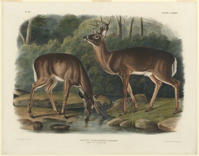 Virginia peura tekijältä John Woodhouse Audubon