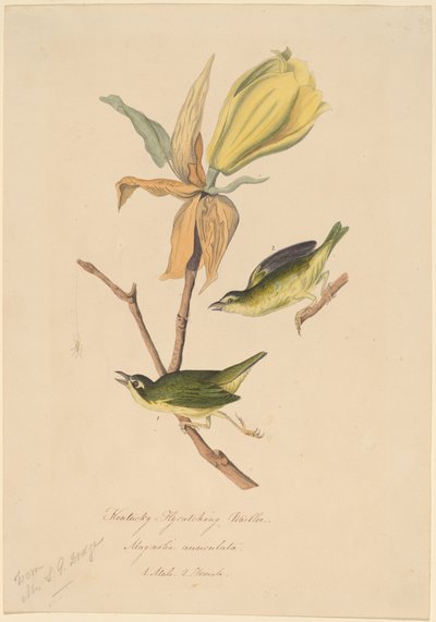 Kentucky Perhospyydäjä Warbler tekijältä John Woodhouse Audubon