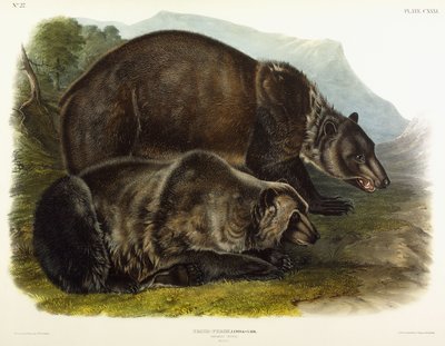 Grizzlykarhuuros, 1848 tekijältä John Woodhouse Audubon