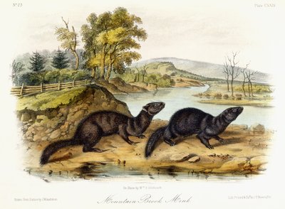 Mountain Brook Mink, n. 1849-1854 tekijältä John Woodhouse Audubon