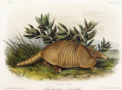 Yhdeksännauhainen armadillo, 1849-1854 tekijältä John Woodhouse Audubon