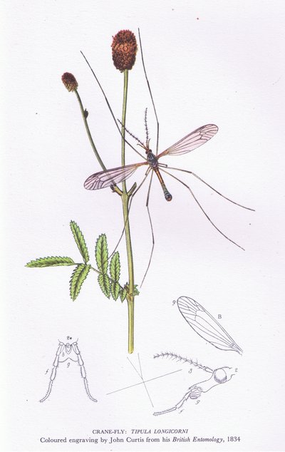 Crane Fly, Nature in Britain julkaissut Collins, 1946. tekijältä John after Curtis