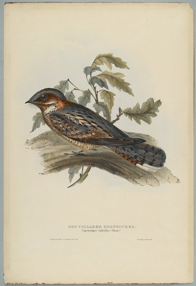 Caprimulgus Ruficollis tekijältä John after Gould