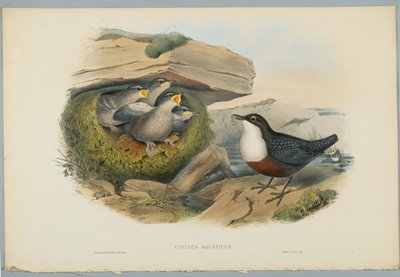 Cinclus Aquaticus - Vesikoukku, kaiverrus H. C. Richter tekijältä John after Gould
