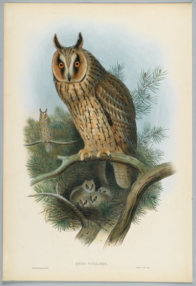 Otus Vulgaris - Pitkäkorvapöllö, piirtänyt J. Wolf, kaiverrus H. C. Richter tekijältä John after Gould