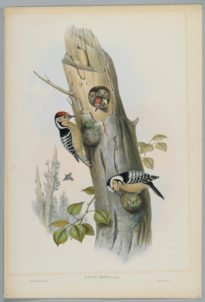 Picus Minor - Pikkutikka, kaiverrus H. C. Richter tekijältä John after Gould