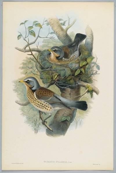 Turdus Pilarus - katajarastas, kaiverrus H. C. Richter tekijältä John after Gould