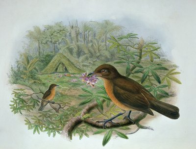 Amblyornis Inornatus, Vogelkop Gardener Bowerbird tekijältä John and Hart, William Gould