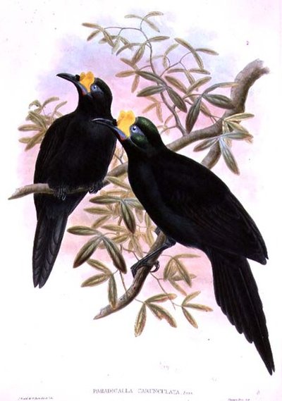 Paradigalla Carunculata tekijältä John and Hart, William Gould
