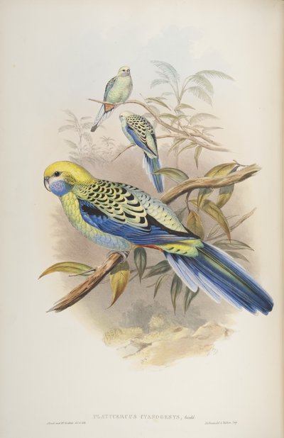 Platycerus cyanogenus, John Gouldin Australian linnuista, 1840 tekijältä John and Richter Gould