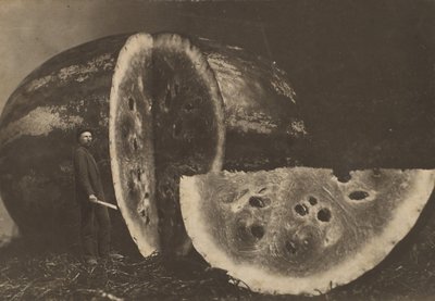 Mies leikkaa vesimelonia, 1898-1903. tekijältä Johnson