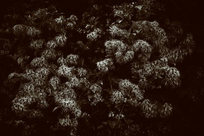 Goodwood Estate West Sussexissa, Iso-Britannia, 2019 (kuva) tekijältä Jon Nicholson