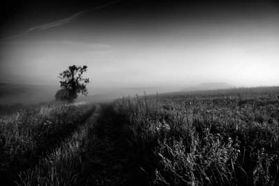 Goodwood Estate West Sussexissa, Iso-Britannia, 2019 (kuva) tekijältä Jon Nicholson