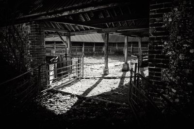 Goodwood Estate West Sussexissa, Iso-Britannia, 2019 (kuva) tekijältä Jon Nicholson