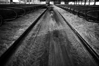 Goodwood Estate West Sussexissa, Iso-Britannia, 2019 (kuva) tekijältä Jon Nicholson