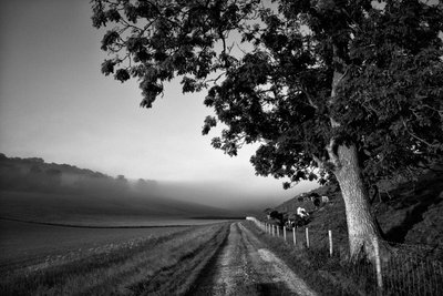 Goodwood Estate West Sussexissa, Iso-Britannia, 2019 (kuva) tekijältä Jon Nicholson