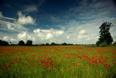 Goodwood Estate West Sussexissa, Iso-Britannia, 2019 (kuva) tekijältä Jon Nicholson